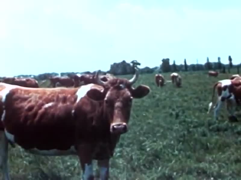 Pastureland