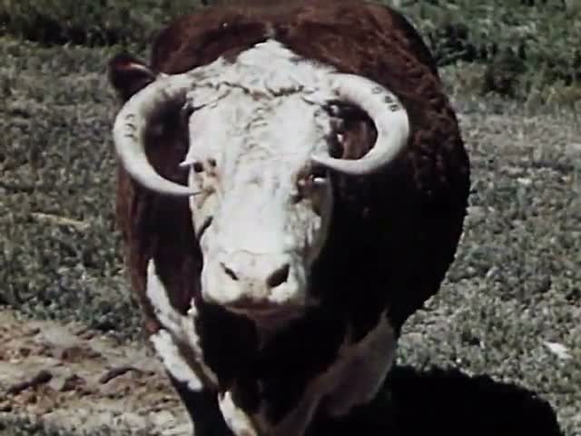 Longhorn Country