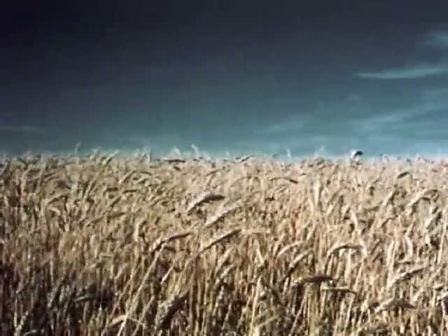 Mountains and Wheat Fields