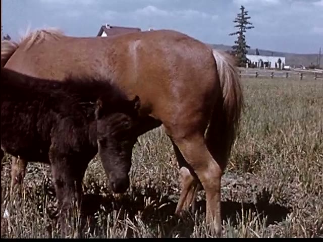 Nursing Foal