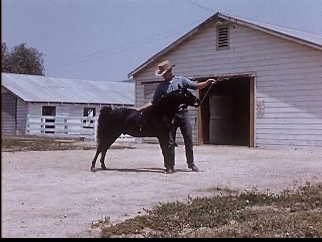 Man and Pony