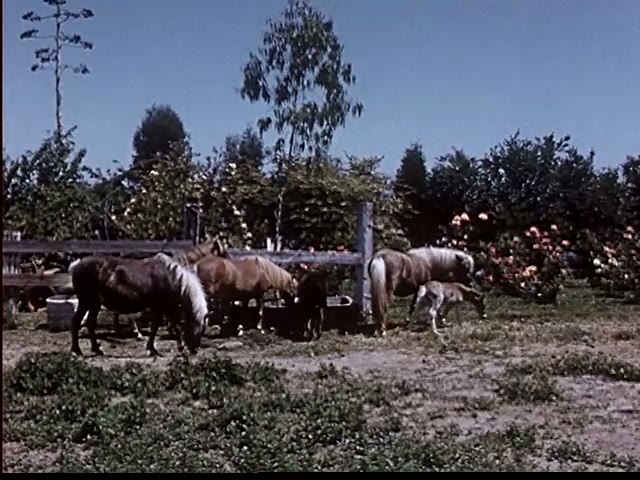 Horses Grazing