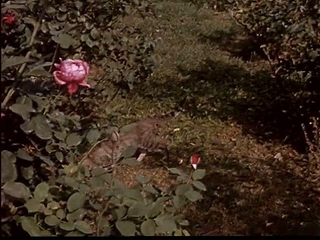 Barn Cat in the Roses