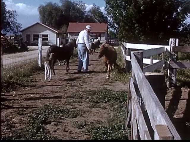 Back to the Herd